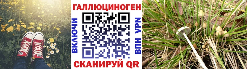 закладки Кондопога Галлюциногенные грибы Magic Shrooms